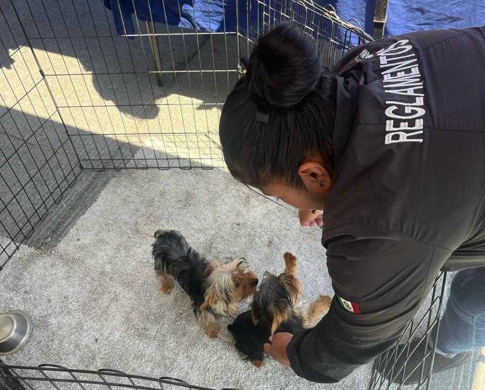 Rescata Gobierno Municipal caninos que eran comercializados en mercado sobre ruedas