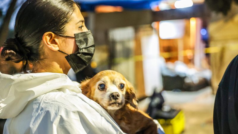Fiscalía General del Estado de Baja California realiza cateo en albergue en Ensenada por presunto maltrato y abandono animal