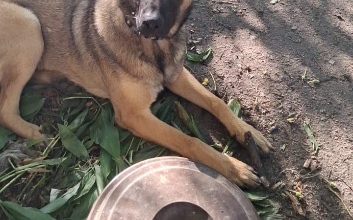 En busca de ‘Josy’, el perro de un soldado español muerto en Ucrania