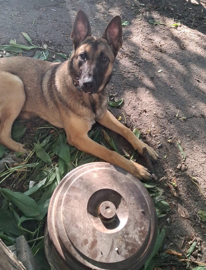 En busca de ‘Josy’, el perro de un soldado español muerto en Ucrania