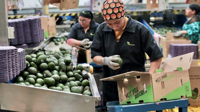 ¡Lo siento Estados Unidos! El aguacate mexicano también se irá a Brasil