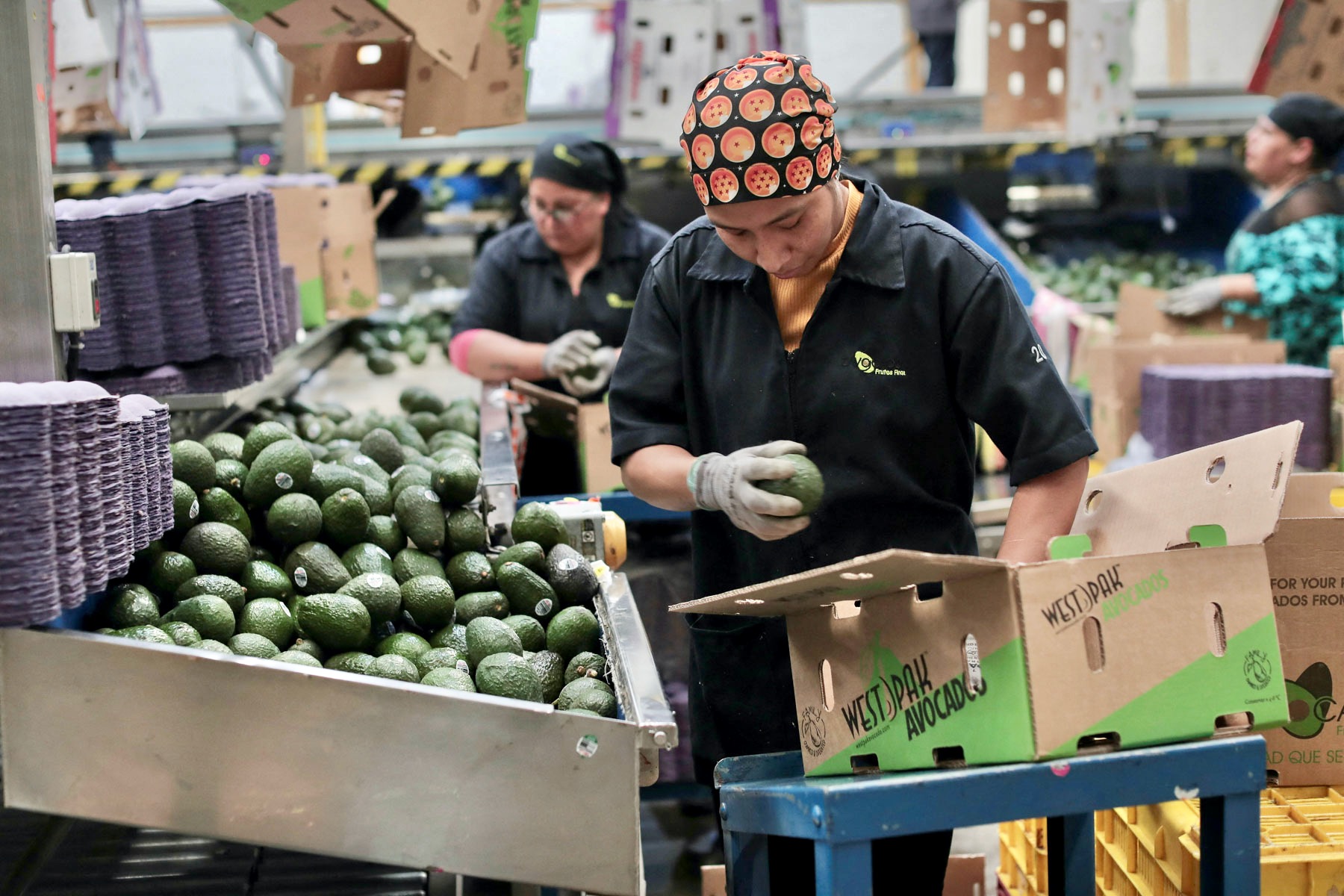 ¡Lo siento Estados Unidos! El aguacate mexicano también se irá a Brasil