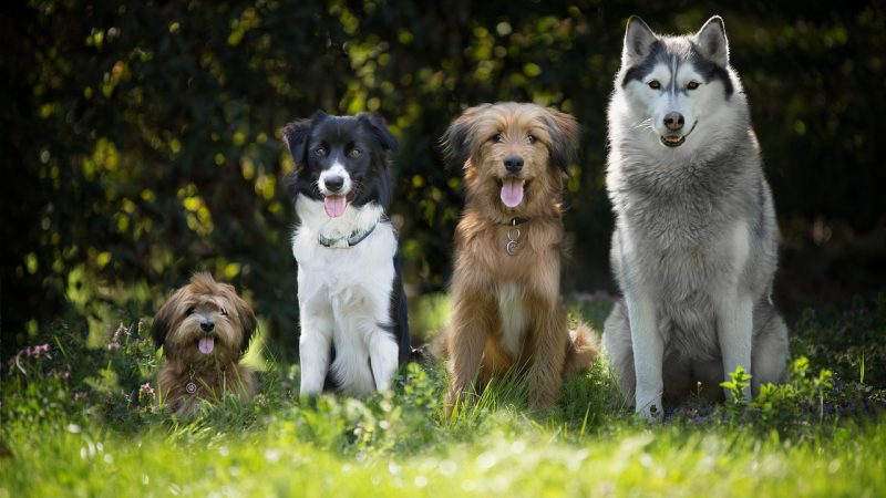 ¿Cuándo es el Día del Perro en México y por qué cambia de fecha?