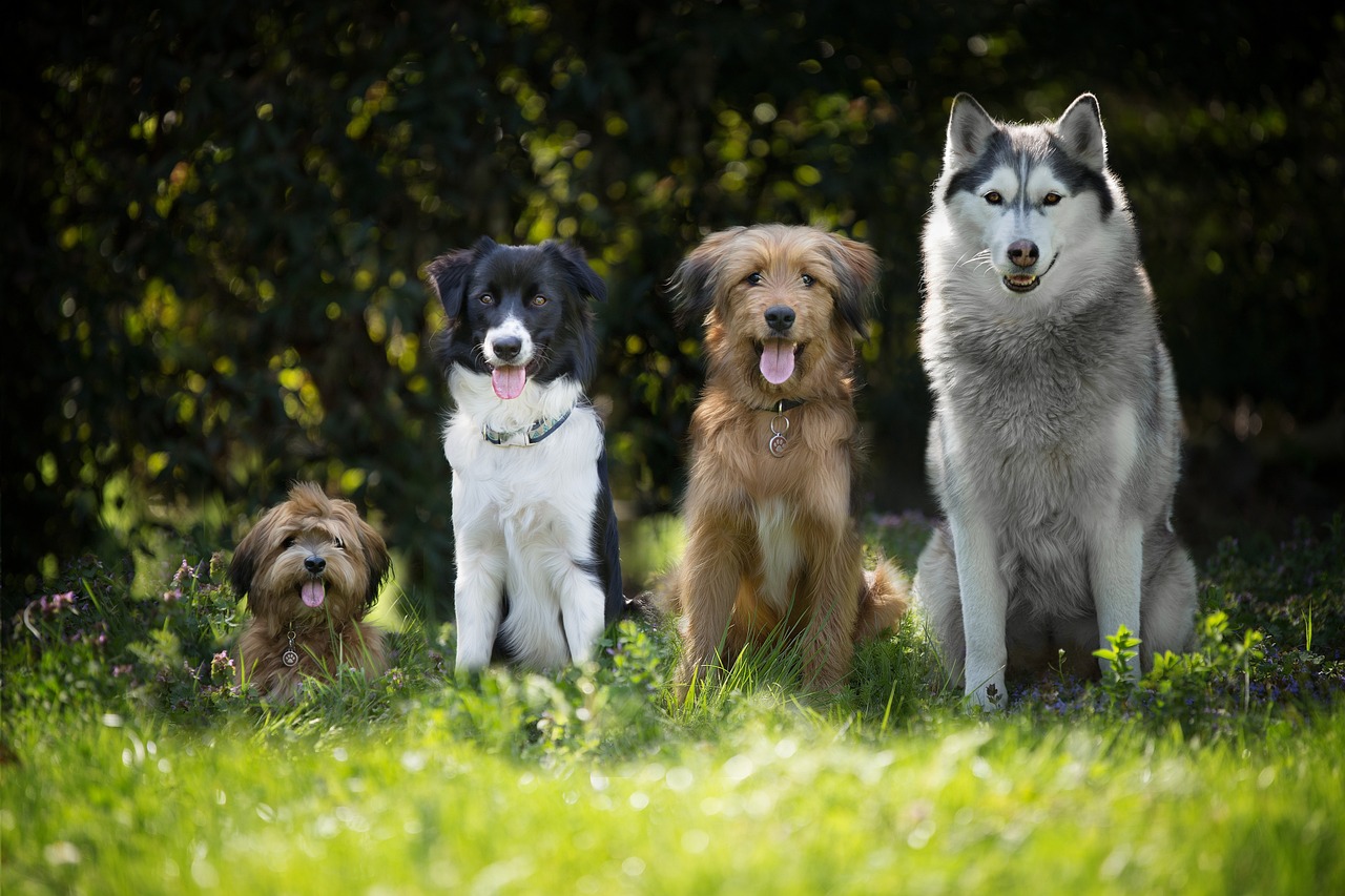 ¿Cuándo es el Día del Perro en México y por qué cambia de fecha?