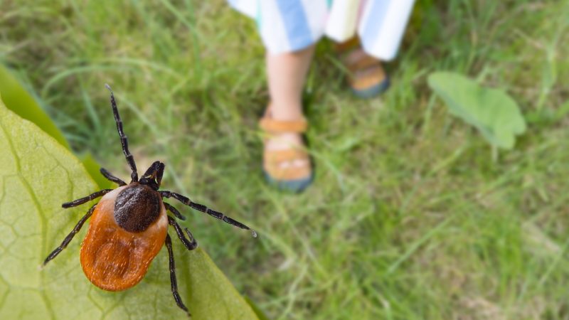 ¿Qué es la enfermedad de Lyme y cómo se contrae?