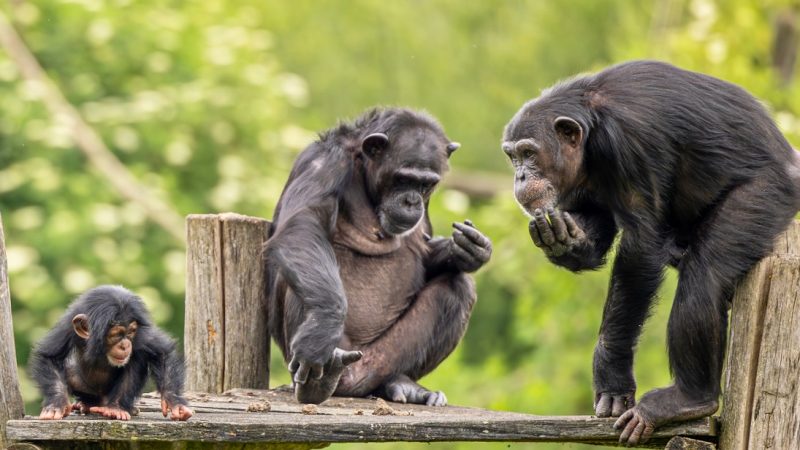 ¿Y si el macho alfa no existe? Un nuevo estudio lo pone en duda en primates