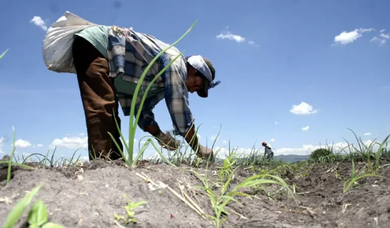 México reduce el hambre… pero en el campo 1 de cada 5 sigue sin comer bien