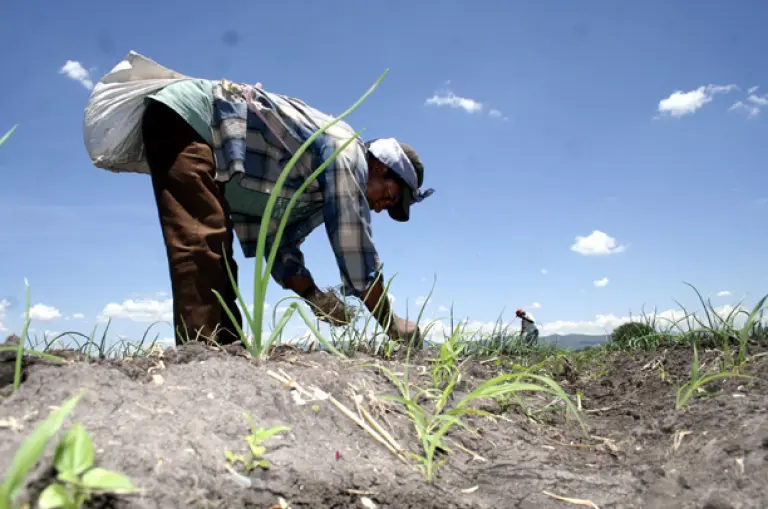 México reduce el hambre… pero en el campo 1 de cada 5 sigue sin comer bien