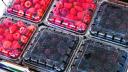 IP y autoridades buscan consolidar a Jalisco como referente global del sector agroalimentario