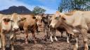 Dan primer paso con acuerdo para control de gusano barrenador SADER y USDA