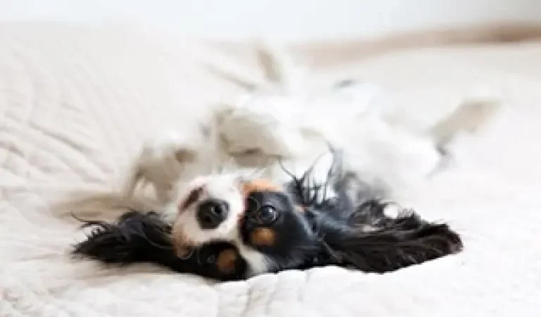 ¿Quién se queda con el perro? CDMX aprueba la custodia compartida en caso de divorcio