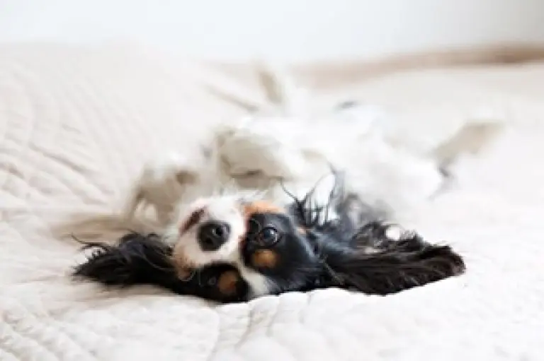 ¿Quién se queda con el perro? CDMX aprueba la custodia compartida en caso de divorcio
