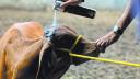 EU confirma que caso humano de gusano barrenador no representa riesgo para el ganado