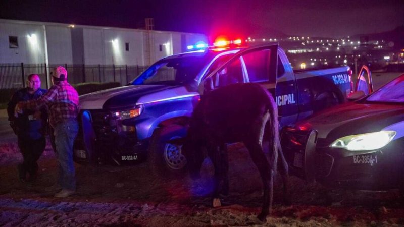 Patrulla choca contra burro en Bulevar 2000