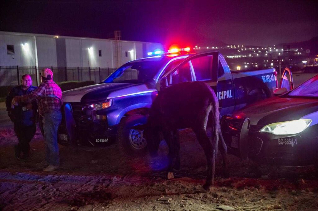 Patrulla choca contra burro en Bulevar 2000