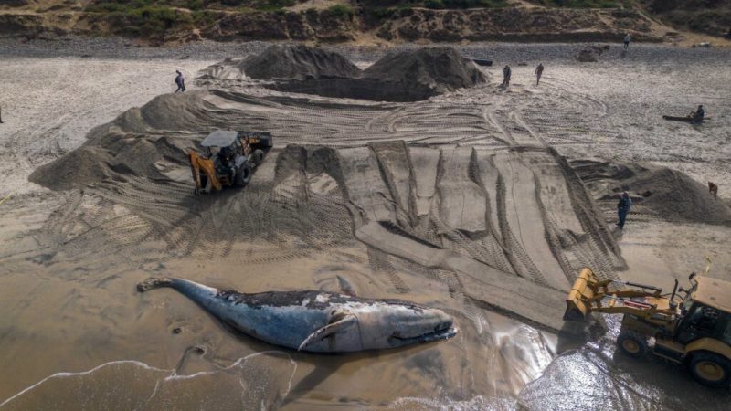 Excavan pozo para enterrar ballena que apareció en la orilla de Playas de Tijuana