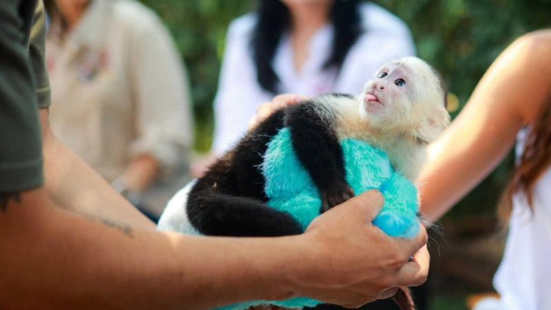 Encabeza Gobernadora Marina del Pilar inauguración de capybara village como un espacio familiar y de conservación animal en Ensenada