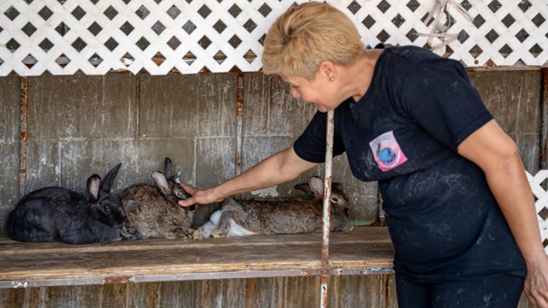 Refugio “Mi Mascota Bunny”, un espacio que alberga a 140 conejos