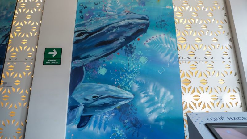 Por medio del arte hacen un llamado a proteger la vida marina