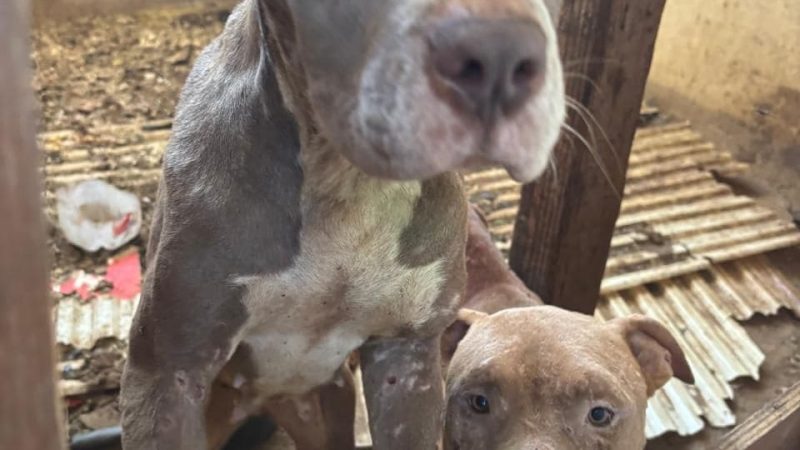 Fiscalía General del Estado rescata a dos caninos víctimas de maltrato en Tijuana
