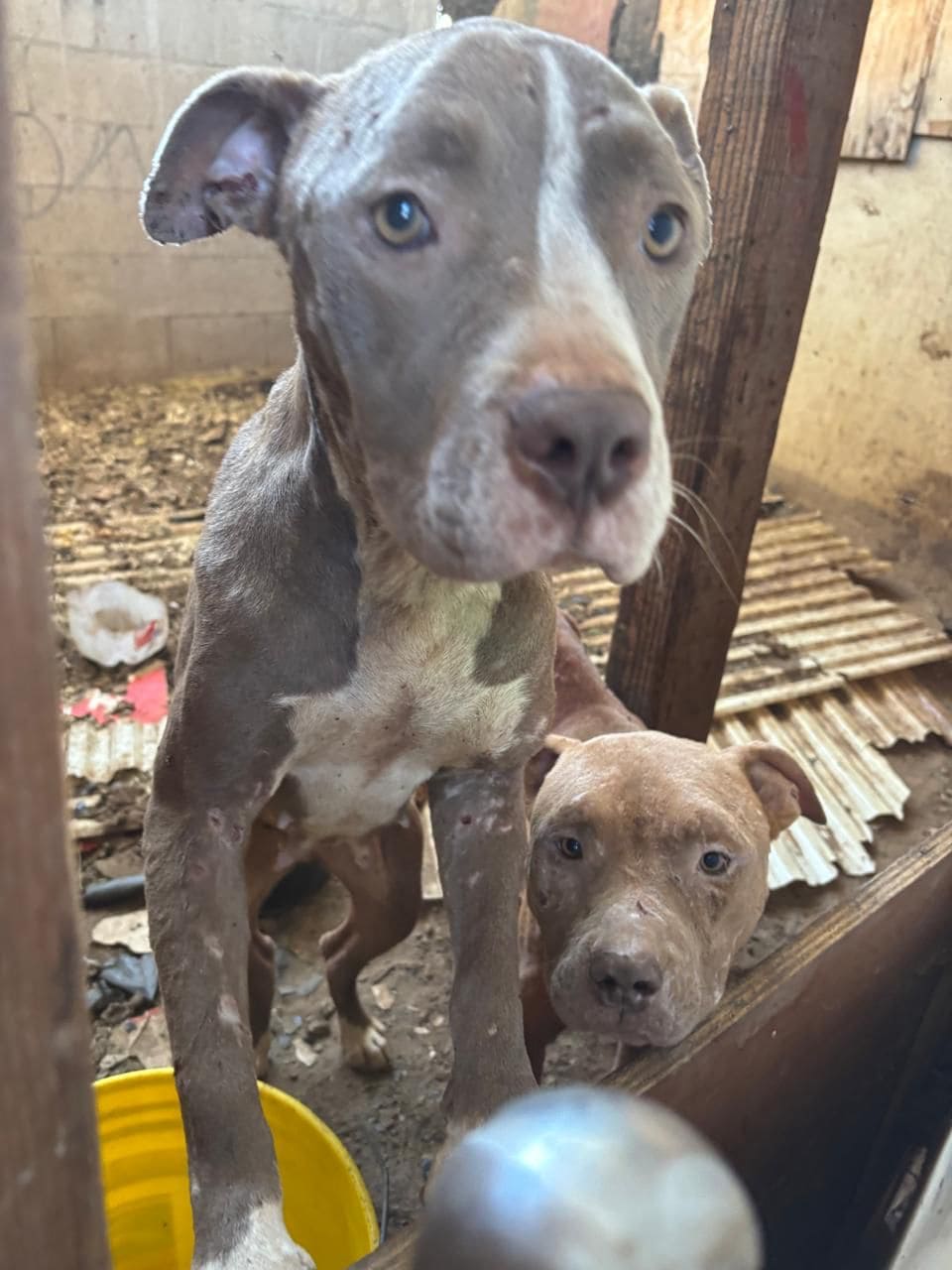 Fiscalía General del Estado rescata a dos caninos víctimas de maltrato en Tijuana