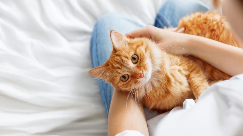 ¿Por qué se celebra el día internacional del gato el 8 de agosto? Lo que revela tu felino sin hablar