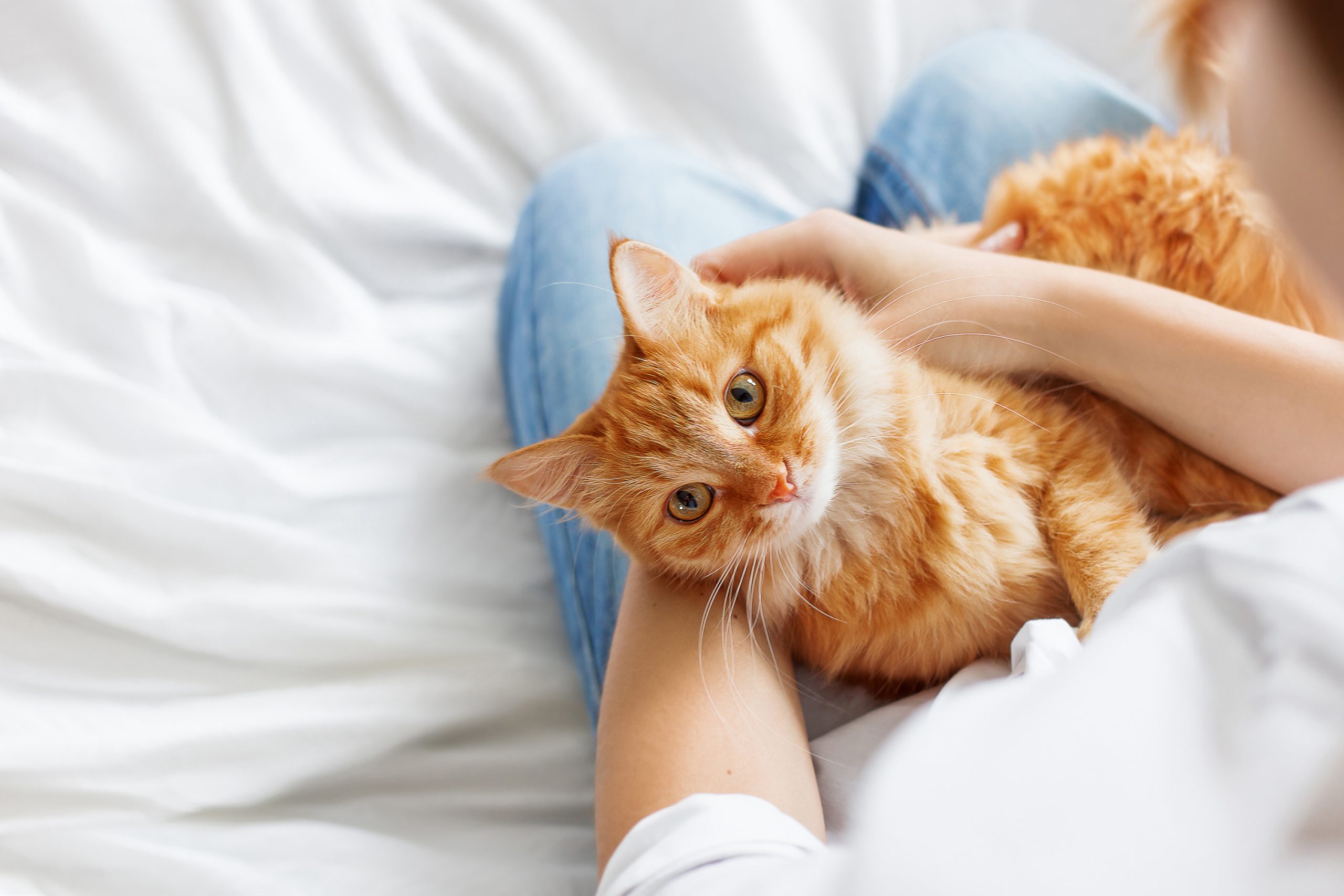 ¿Por qué se celebra el día internacional del gato el 8 de agosto? Lo que revela tu felino sin hablar