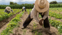 Puebla tiene 600,000 hectáreas disponibles para sembrar, pero sin explotar: Ceagro