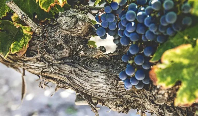 El vino premium conquista México: consumo bajo, pero gasto alto…