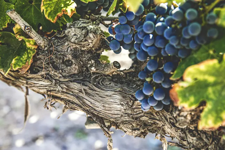 El vino premium conquista México: consumo bajo, pero gasto alto…