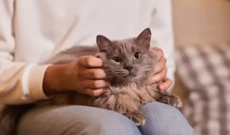 Así impacta en nuestro cerebro tener un gato como mascota