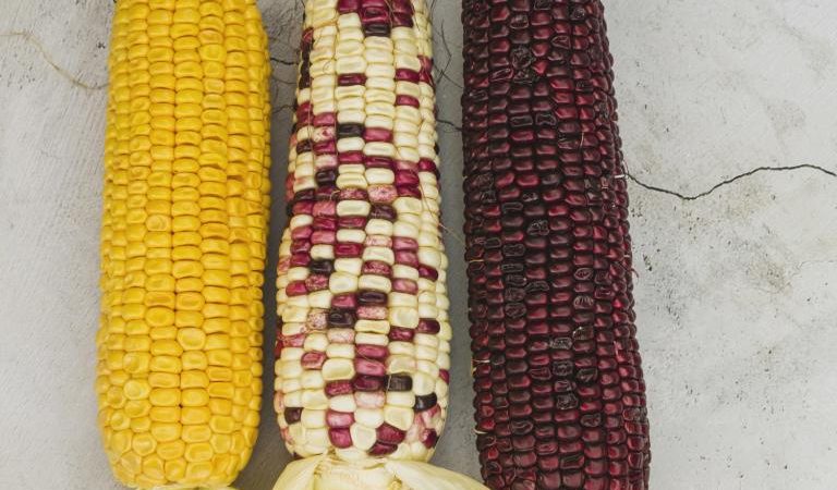 Día Nacional del Maíz: México protege más de 60 razas nativas, base de nuestra cocina