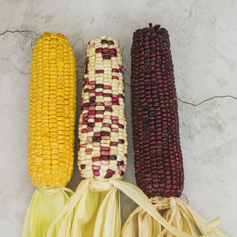 Día Nacional del Maíz: México protege más de 60 razas nativas, base de nuestra cocina