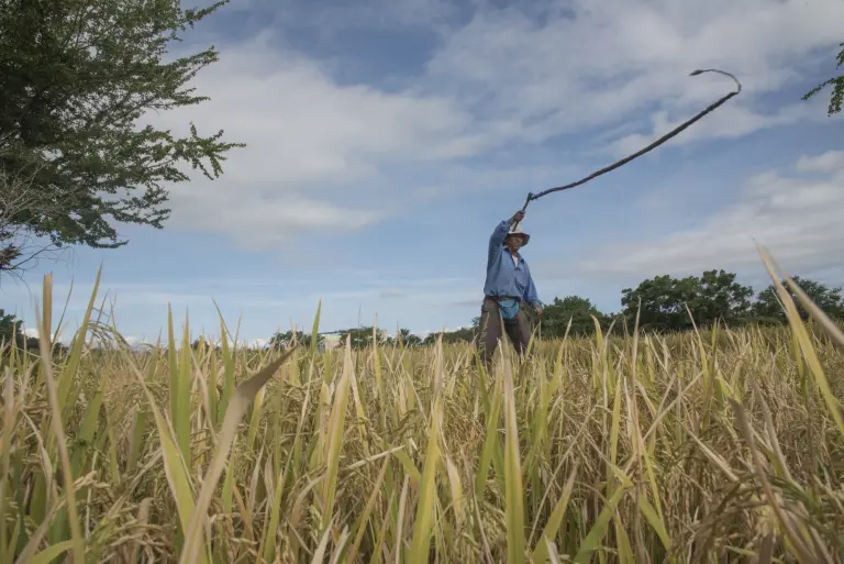 El arroz de Morelos en peligro de extinción: más del 90% de la producción se ha perdido