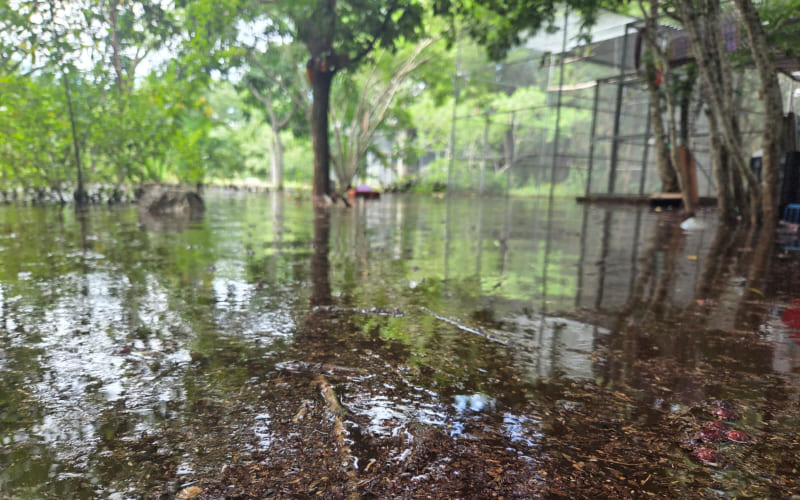 Se Inunda El Refugio de Loros de Proyecto Santa María; Mérida, Yucatán