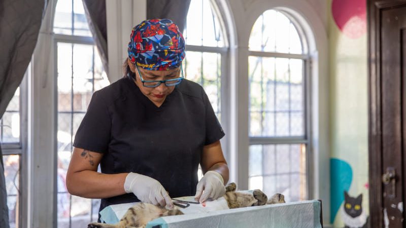 Esterilizan a más de 100 gatos de manera gratuita en Bastet Cat Café 
