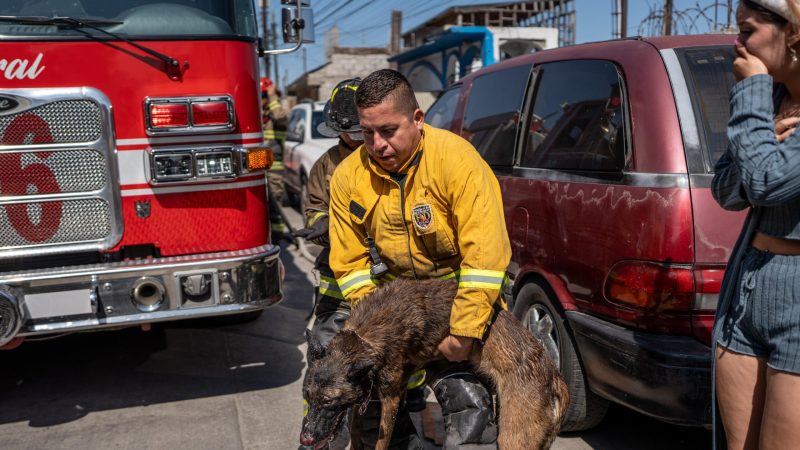 Bomberos sofocan incendio en Lomas Taurinas;rescatan a dos perros