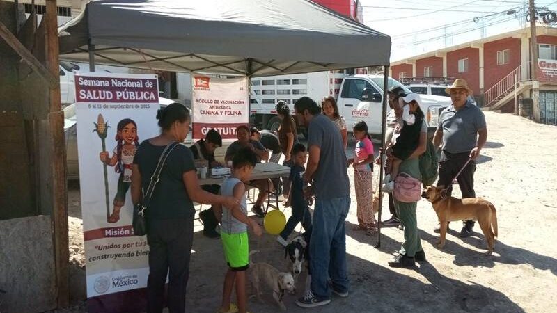 Refuerzan acciones contra rickettsia en el Altiplano