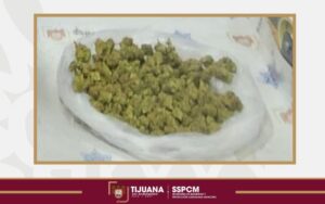 Agente canino “Willie” detecta droga en vehículo durante patrullaje en Lázaro Cárdenas
