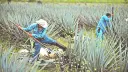 Más de 1,300 agaveros obtienen certificación Agave Responsable Social
