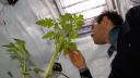 Empresa emergente francesa apuesta por la orina para fertilizar los campos del futuro
