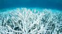 Ola de calor marina deja "funcionalmente extintas" a dos especies de coral en EU