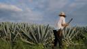OriGIn instalará oficina regional para América Latina en el Consejo Regulador del Tequila