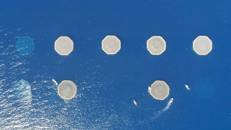 Día Nacional de la Totoaba: El único pescado 100% mexicano que nace en el Mar de Cortés