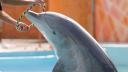 Tras denuncias de ambientalistas, exigen a delfinarios inventario de ejemplares en cautiverio
