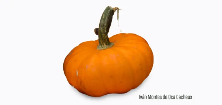 ¿Cuántos tipos de calabazas hay en México? De la güicha al chilacayote