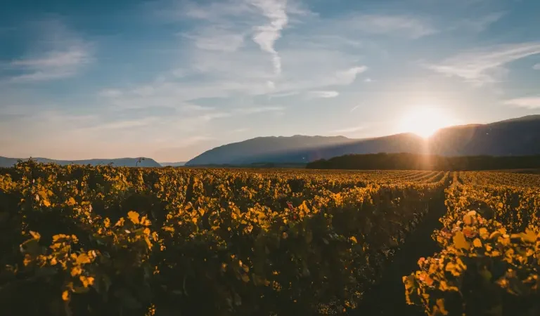 México bebe más vino español: tradición, frescura y un mercado que crece sin fronteras