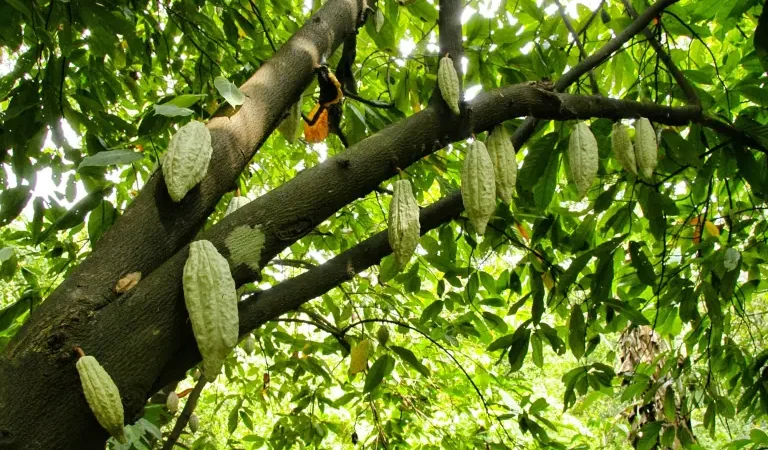 Día Mundial de la Alimentación: Los superalimentos mexicanos que nutren al mundo