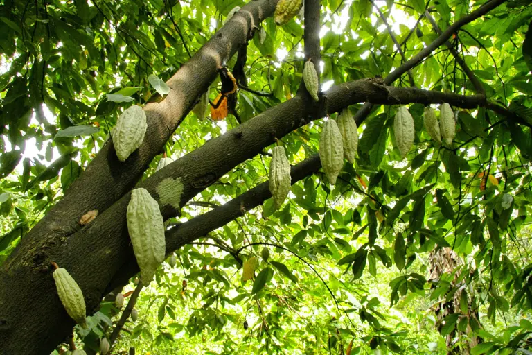 Día Mundial de la Alimentación: Los superalimentos mexicanos que nutren al mundo