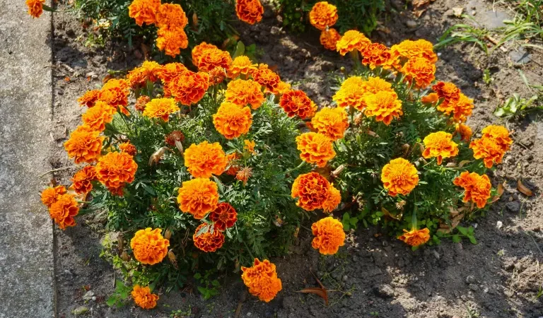 ¿A qué sabe el cempasúchil? Te contamos sobre el sabor de la flor de los muertos